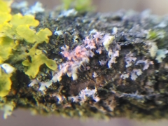 Erythricium aurantiacum