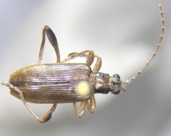 Donaciinae