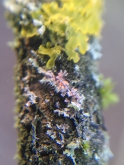 Erythricium aurantiacum