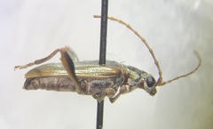 Donaciinae