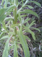 Helichrysum odoratissimum