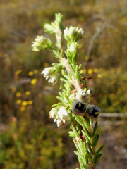 Erica imbricata