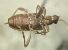 Donaciinae