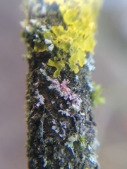 Erythricium aurantiacum