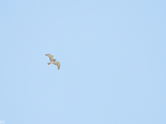 Circaetus beaudouini