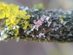 Erythricium aurantiacum