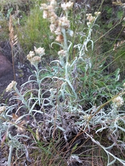 Helichrysum splendidum
