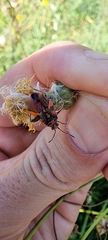 Corizus hyoscyami