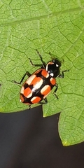 Eriopis chilensis