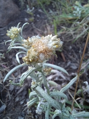 Helichrysum splendidum