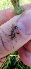 Corizus hyoscyami
