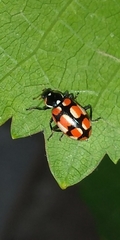 Eriopis chilensis