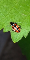 Eriopis chilensis