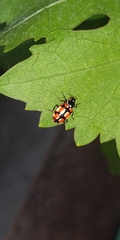 Eriopis chilensis