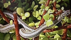 Psammophis crucifer