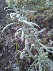 Helichrysum splendidum