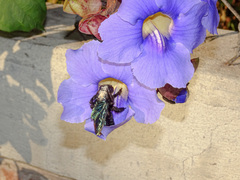Xylocopa fimbriata