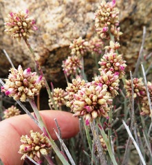 Hermbstaedtia glauca