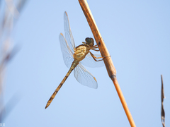 Orthetrum chrysostigma