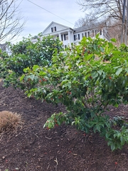 Ilex pedunculosa