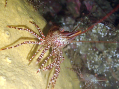 Rhynchocinetes typus