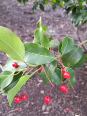 Ilex pedunculosa