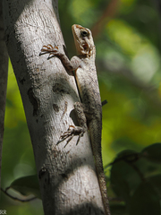 Agama agama