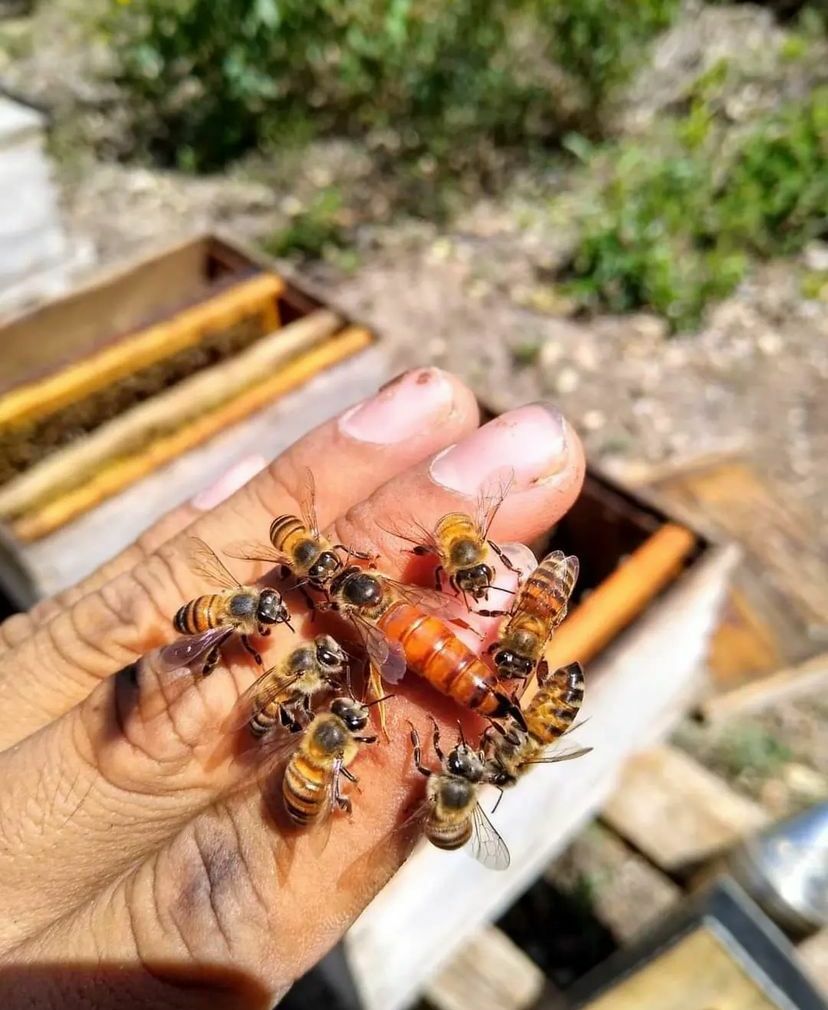 Apis mellifera image