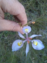 Moraea elliotii