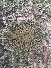 Physconia enteroxantha
