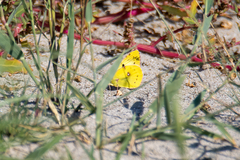 Colias hyale