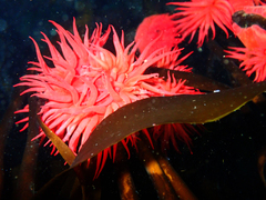 Anemonia alicemartinae