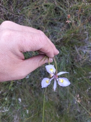 Moraea elliotii