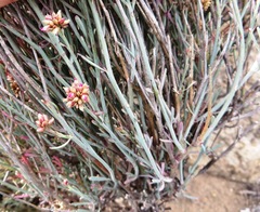 Hermbstaedtia glauca