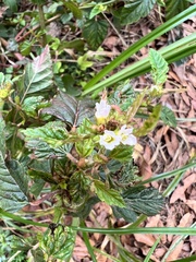 Melochia corchorifolia