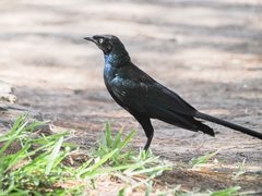 Lamprotornis caudatus