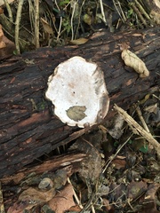 Fungi