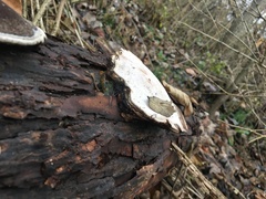Fungi