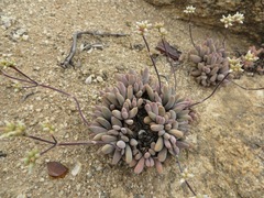 Crassula namaquensis