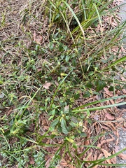 Melochia corchorifolia