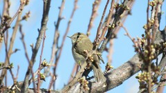 Phylloscopus sindianus lorenzii