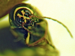 Cryptocephalus moraei