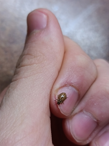 Photo of Larch Lady Beetle