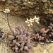 Crassula namaquensis - Photo (c) linkie, algunos derechos reservados (CC BY), subido por linkie