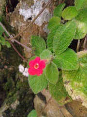 Episcia
