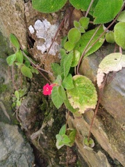 Episcia