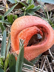 Clathrus columnatus