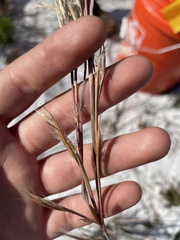 Andropogon capillipes