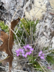Polygala lewtonii