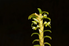 Fernandezia
